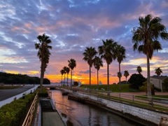 水路と椰子の木