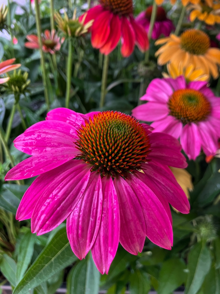 エキナセア（紫馬簾菊）