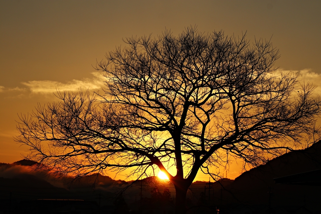 Silhouette of chinaberry