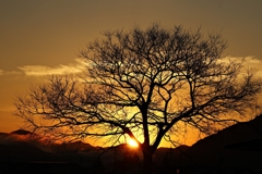 Silhouette of chinaberry