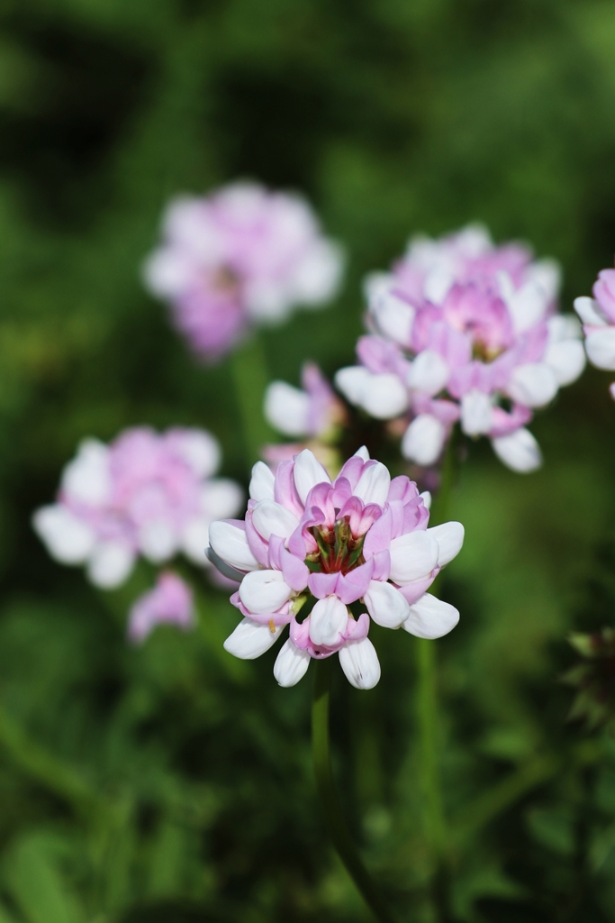 タマザキクサフジ