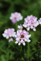 タマザキクサフジ