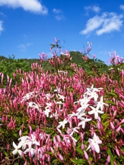 ジャスミンも咲き始めました。