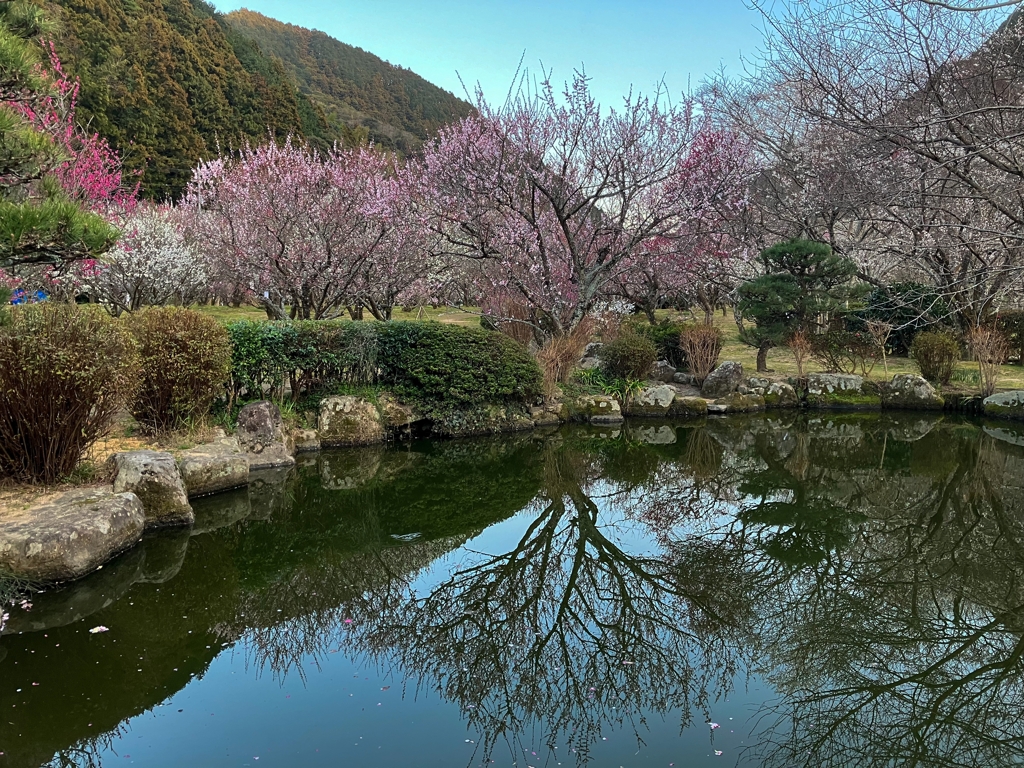 池越しの梅林