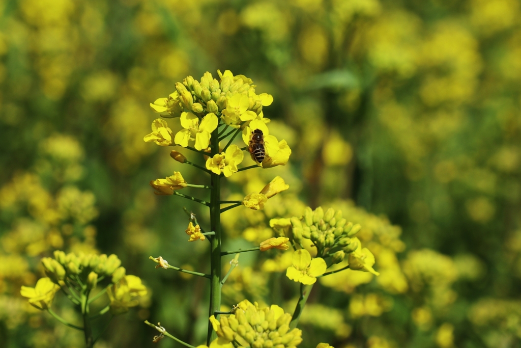 彼らも待ち遠しかったでしょうね！