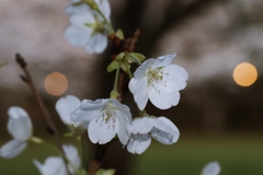 希少な桜