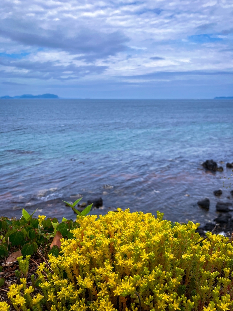 マンネングサ越しの日本海