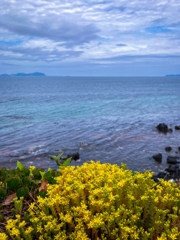 マンネングサ越しの日本海