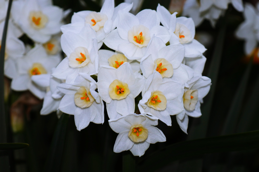 そろそろ見納め?