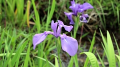 カキツバタ.2