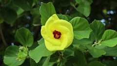 ハマボウ（浜朴）