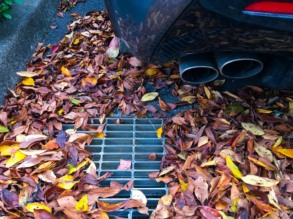 季節を感じる吹き溜まり