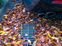 季節を感じる吹き溜まり