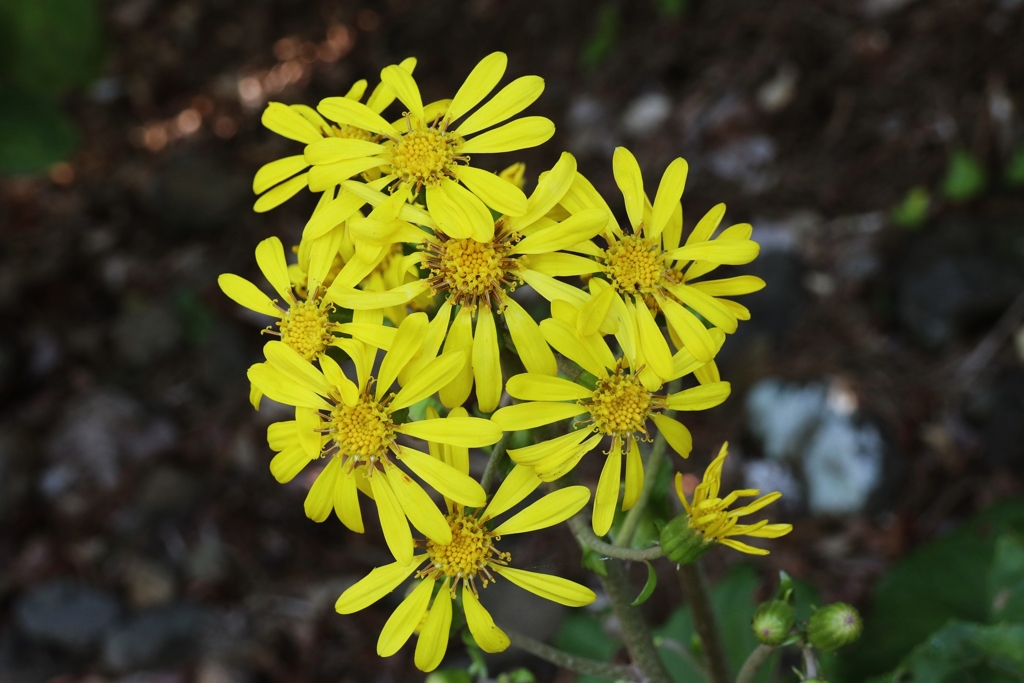 ツワブキ咲いた