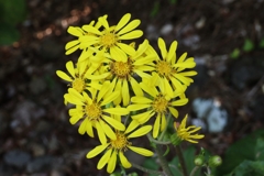 ツワブキ咲いた