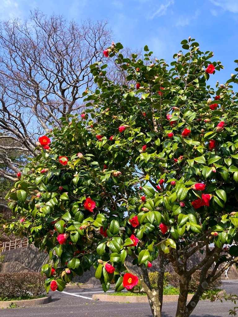 花見日和