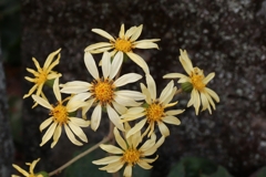 これもツワブキ