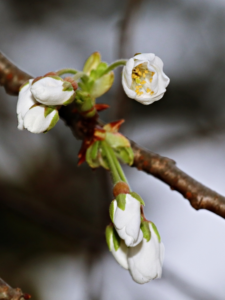 ソメイヨシノの亜系