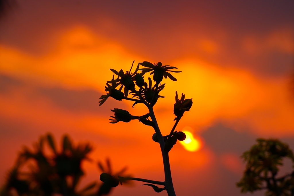 ツワブキのシルエット