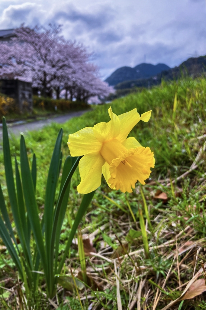 今日の一枚