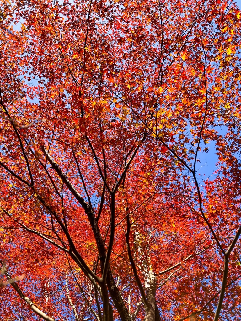 紅葉狩りに行ってきました