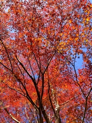 紅葉狩りに行ってきました