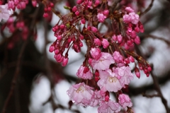 枝垂れ桜