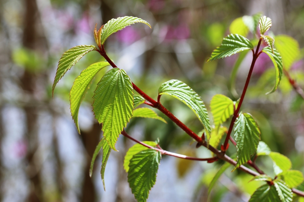 ミヤマガマズミの若葉