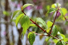 ミヤマガマズミの若葉