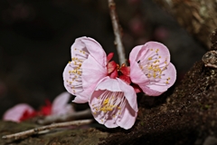 令和7年の梅 Last Up