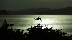 雑草のシルエットver.2