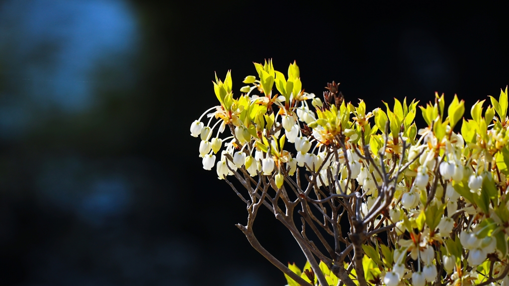 ドウダンツツジ