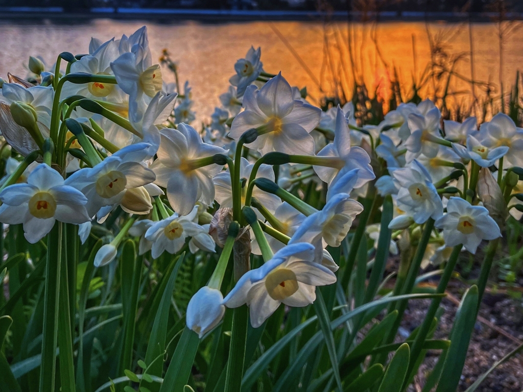 朝陽を浴びる土手の水仙：HDR処理(+)