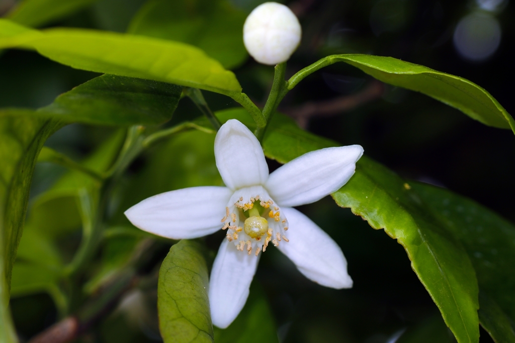 夏みかんの花