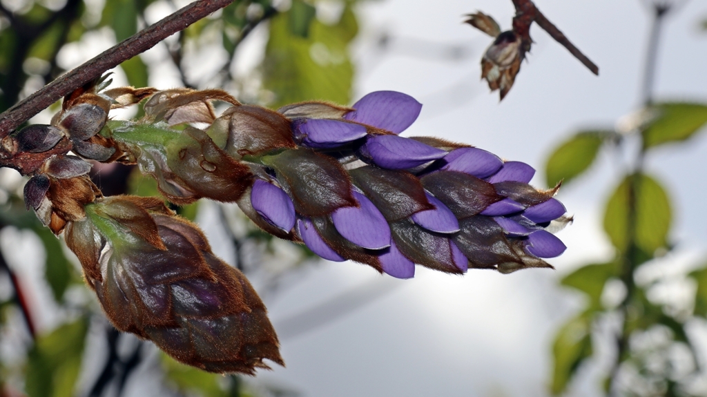 ヤマフジの花芽