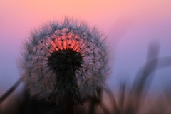 タンポポ越しの夕陽