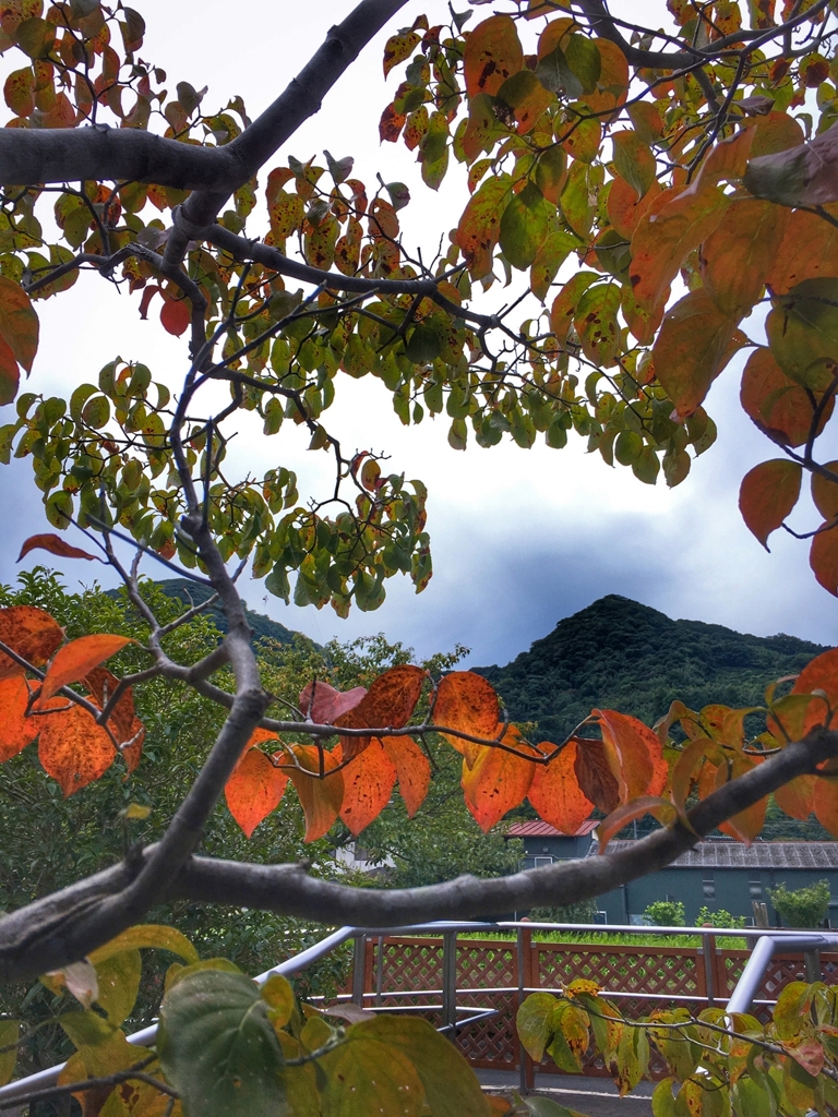 ハナミズキの紅葉