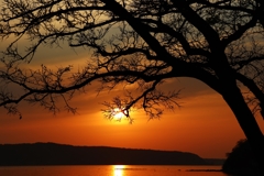 栴檀のシルエット