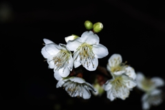 今朝は「白」