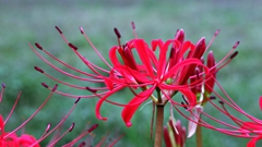 このカーブがたまらん！