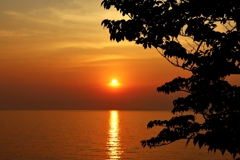 樹木のシルエットと夕陽