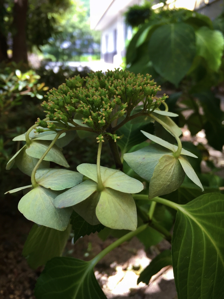 色褪せた紫陽花