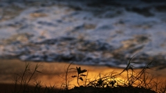 帰宅前の寄り道.4