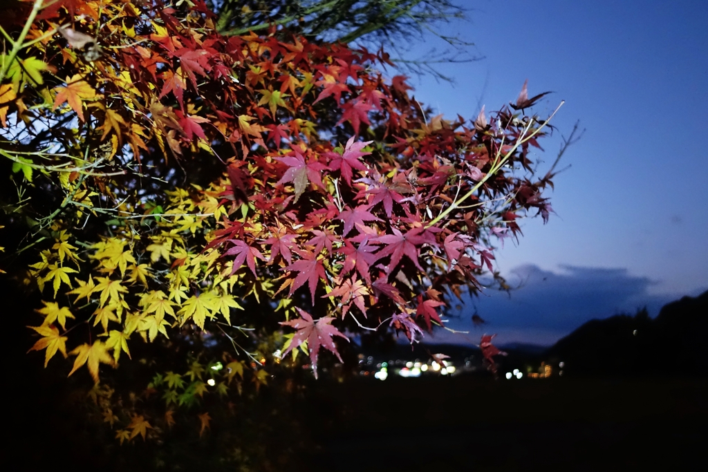 夜モミジを撮ってきた.2