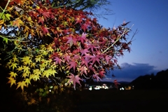 夜モミジを撮ってきた.2