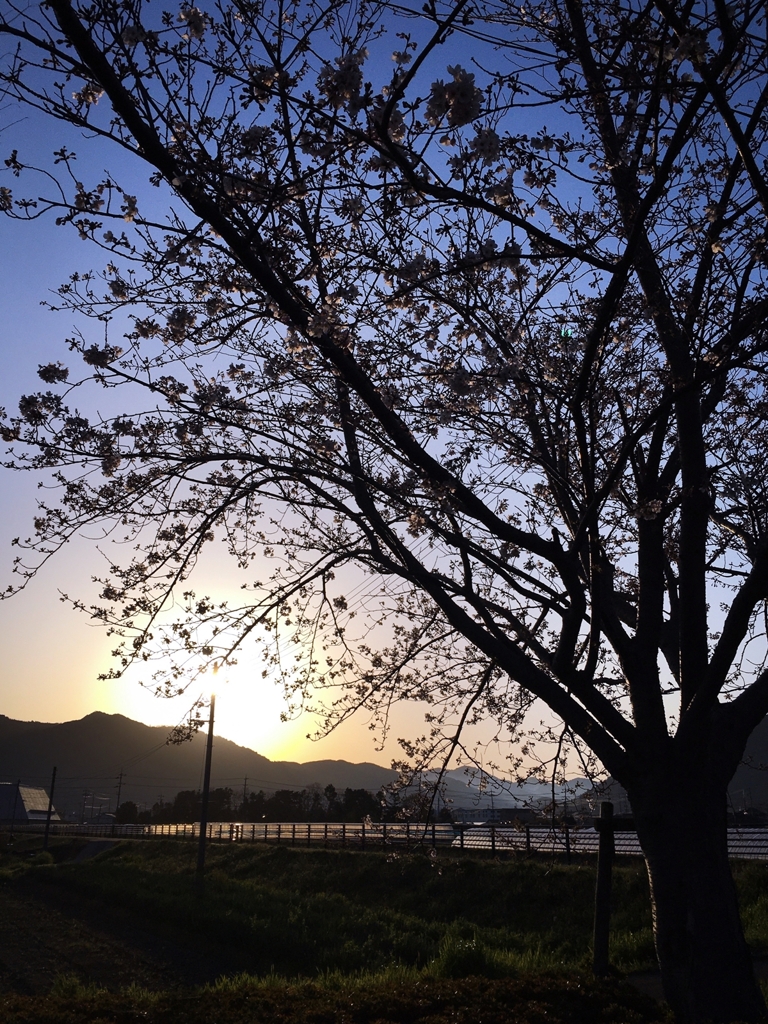 朝の桜シルエット