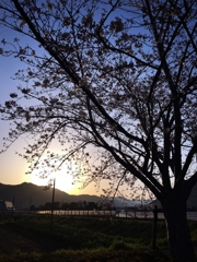 朝の桜シルエット