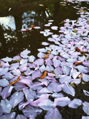 季節を感じる一枚