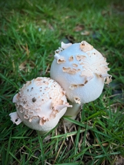 今年も現れました