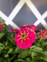 ジニア（百日草）の仲間